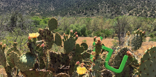 Traveling TU_Wüste TU Logo in einem Kaktus in der Wüste