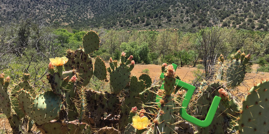 Traveling TU_desert TU Logo in a cactus in the desert